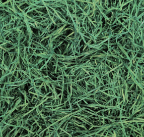 Medžio drožlės dekoravimui